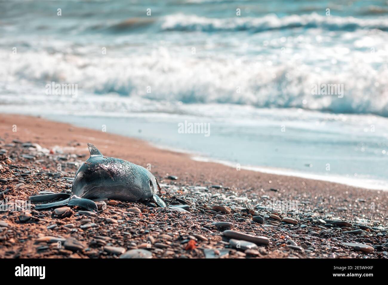 The concept of poaching and environmental disaster. A corpse of a dead