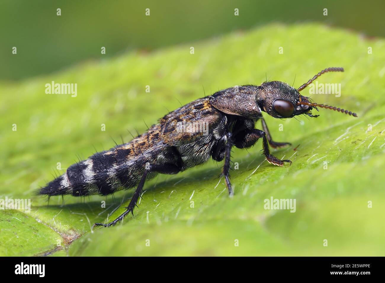 Ontholestes murinus rove beetle resting on leaf. Tipperary, Ireland Stock Photo