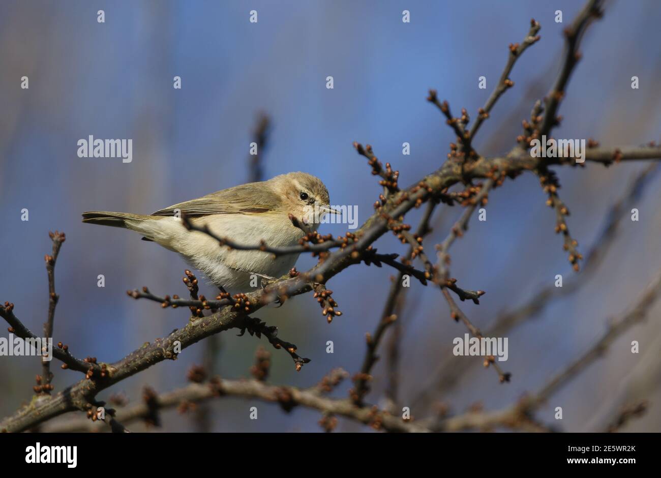 A Siberian Chiffchaff, Phylloscopus collybita tristis, perched on a branch of a tree in winter. Stock Photo