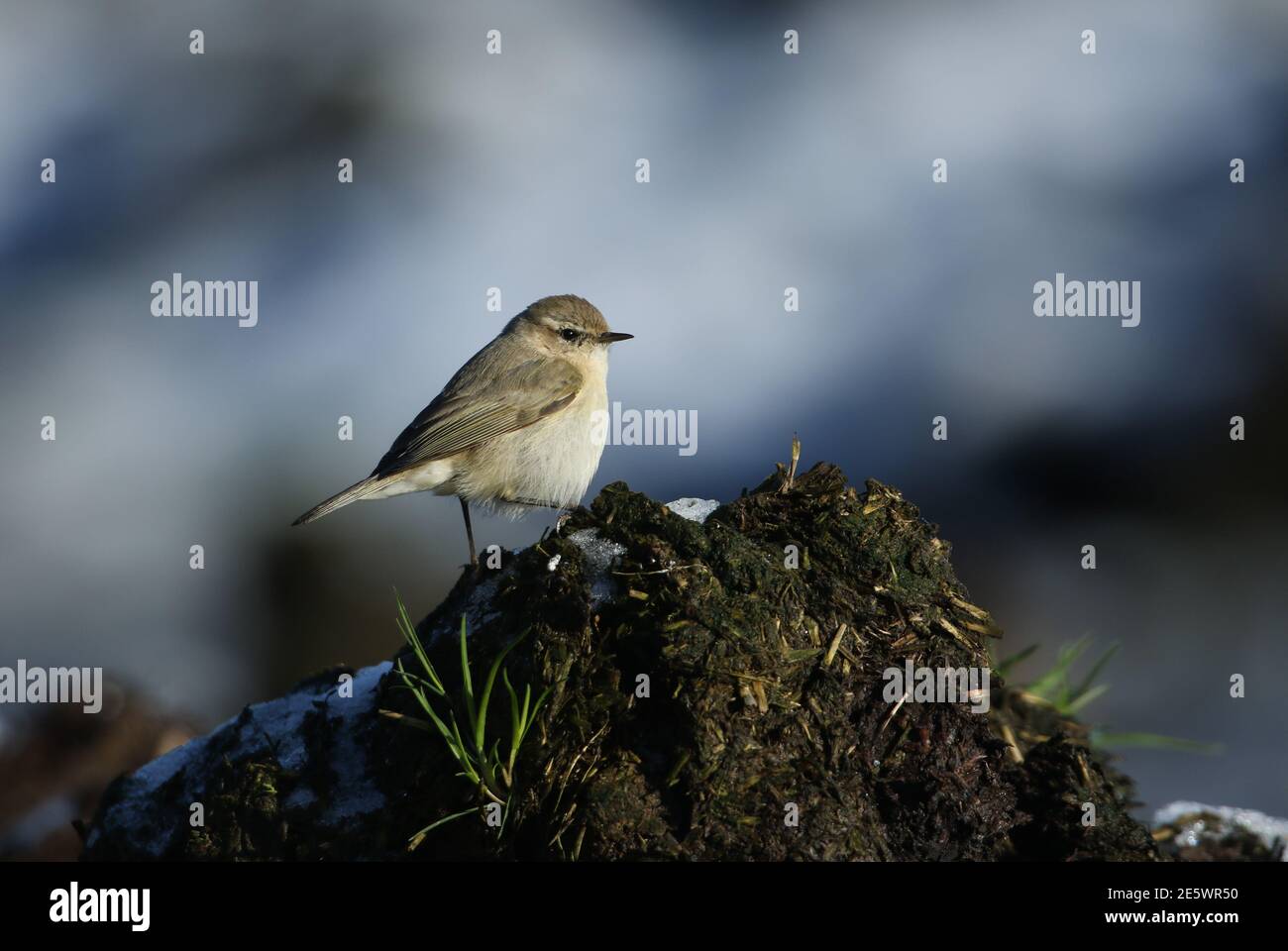 A rare Siberian Chiffchaff, Phylloscopus collybita tristis, searching for insects on a dung heap amongst the snow and manure in winter. Stock Photo
