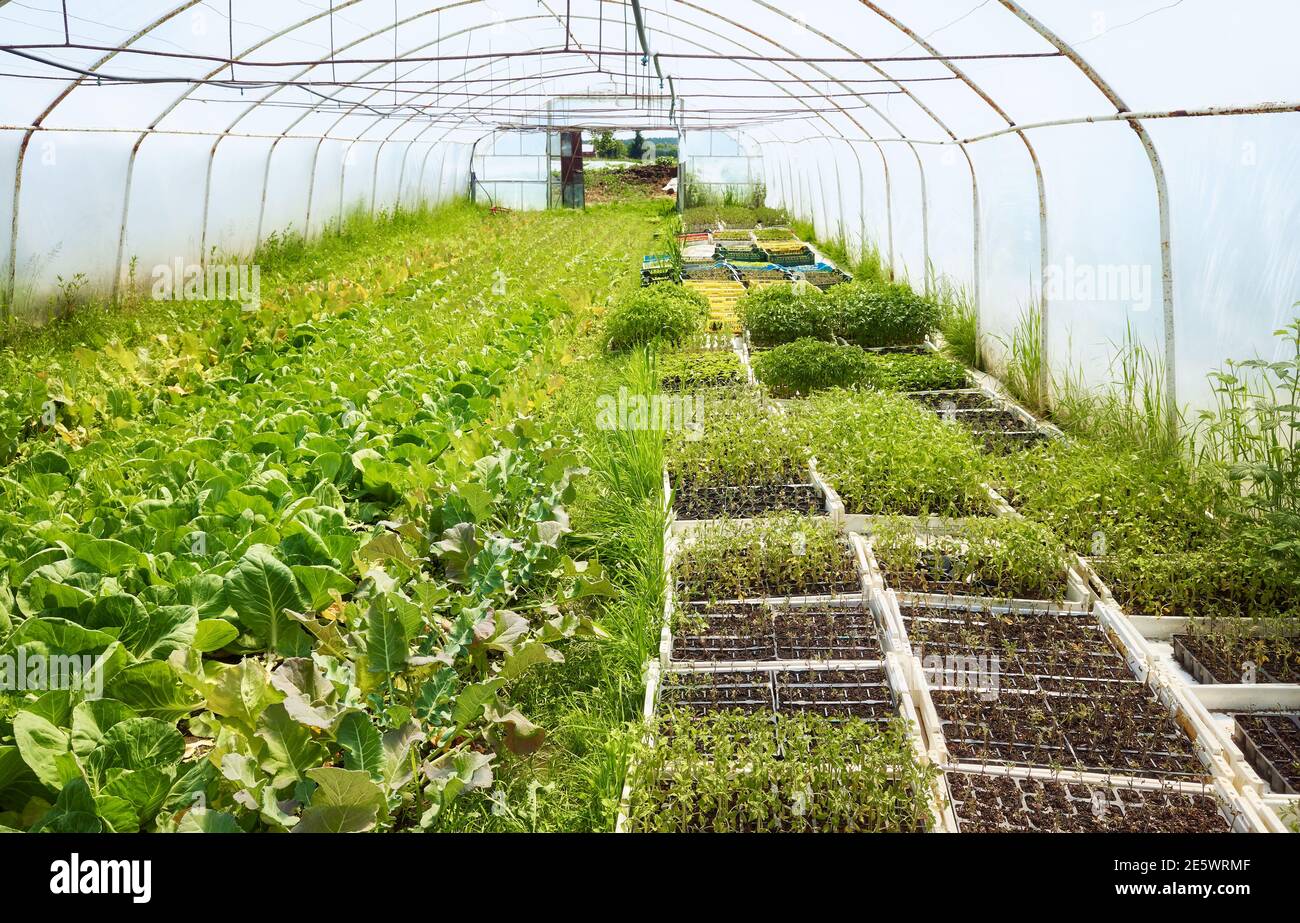 Interior of an old greenhouse with organic vegetables cultivation. Stock Photo