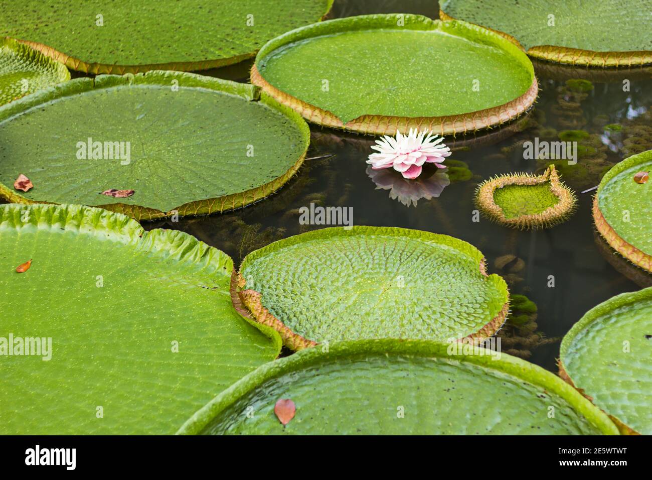 Amazon water lily hires stock photography and images Alamy