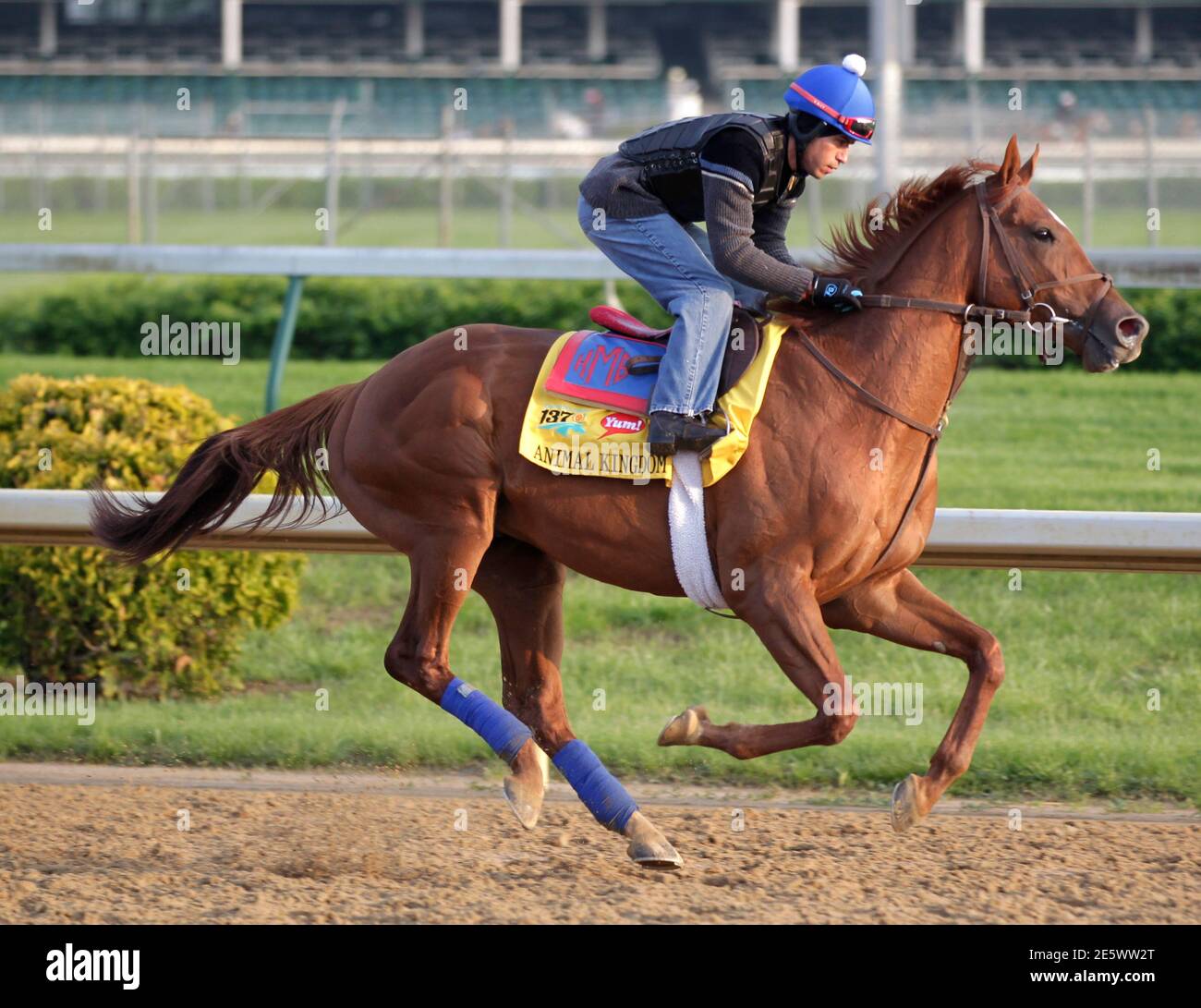 Exercise rider James Slater takes Kentucky Derby hopeful Animal Kingdom for  a workout at Churchill Downs in Louisville, Kentucky, May 4, 2011.  REUTERS/John Sommers II (UNITED STATES - Tags: SPORT HORSE RACING