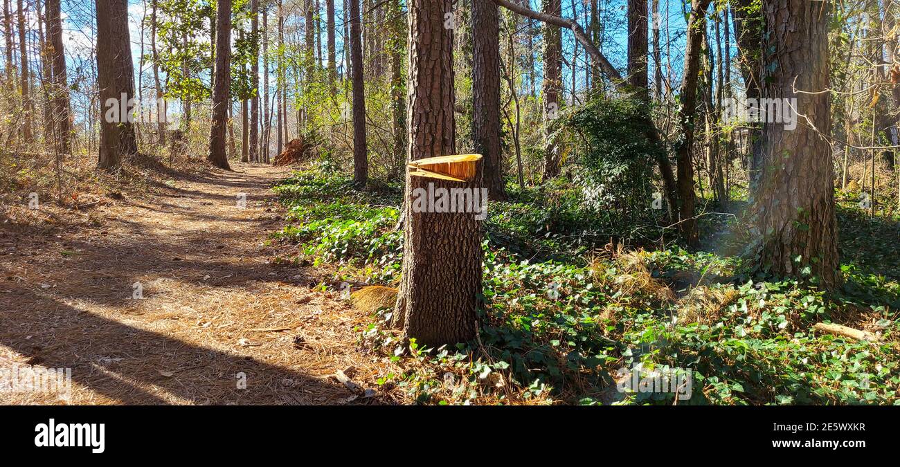 Pathway between the hight trees and tree stump in the winter Stock Photo