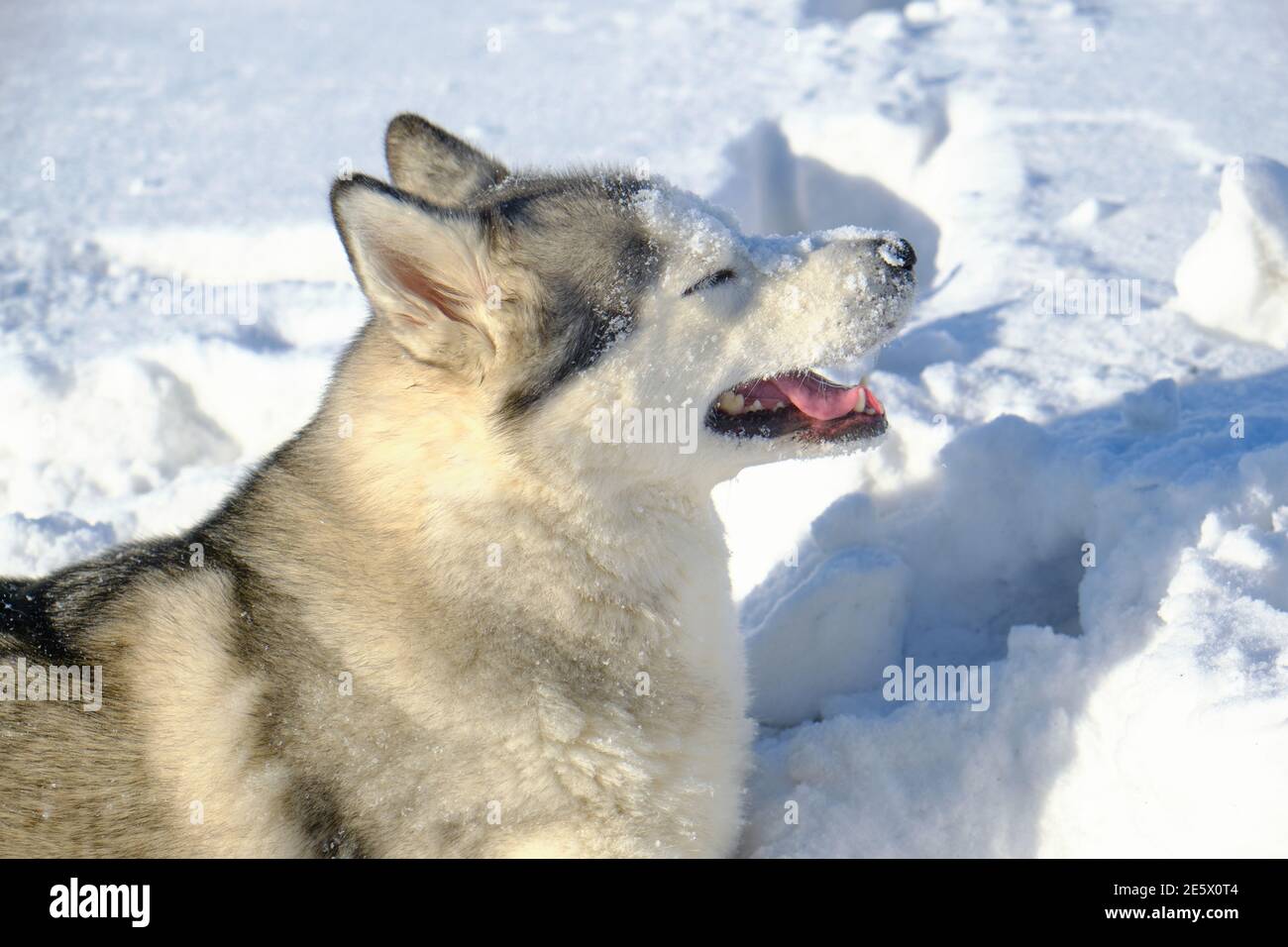 Siberian Husky lies in the snow on a bright sunny day Stock Photo - Alamy