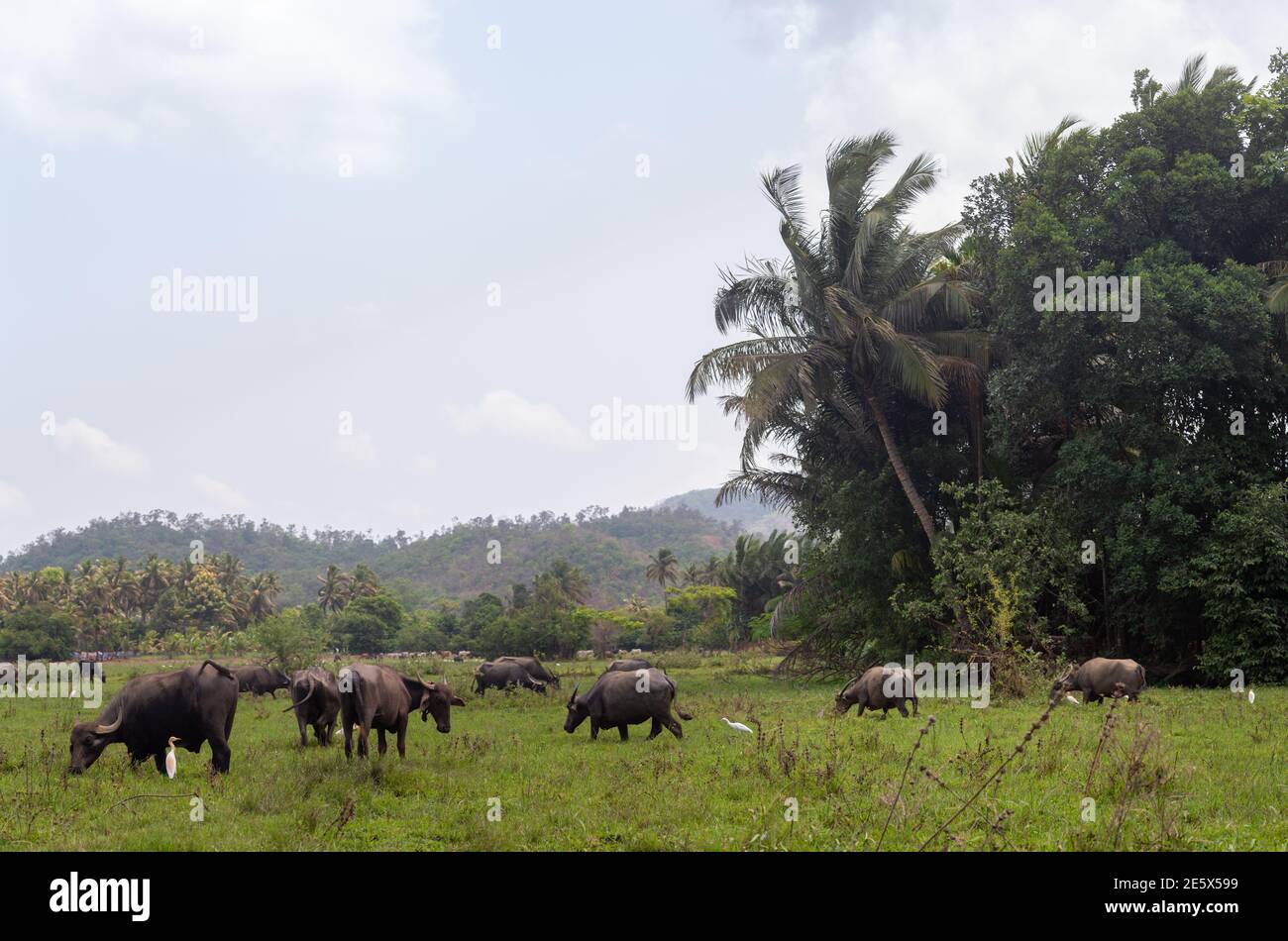 A view of a field in south India with buffalos and palm trees Stock Photo