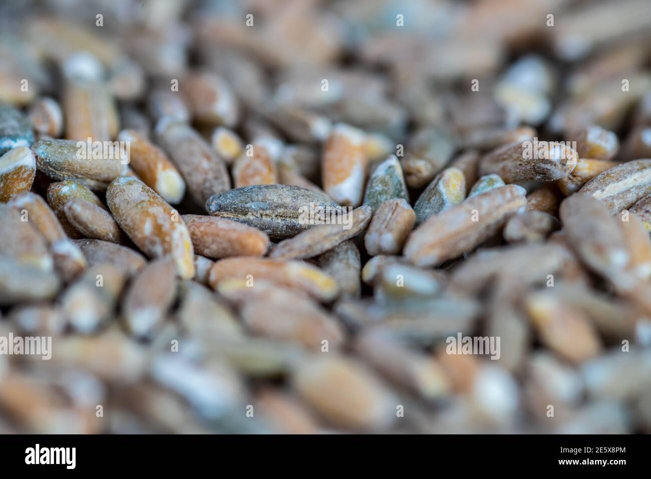 Organic rye grain seeds as background. Top view Stock Photo - Alamy