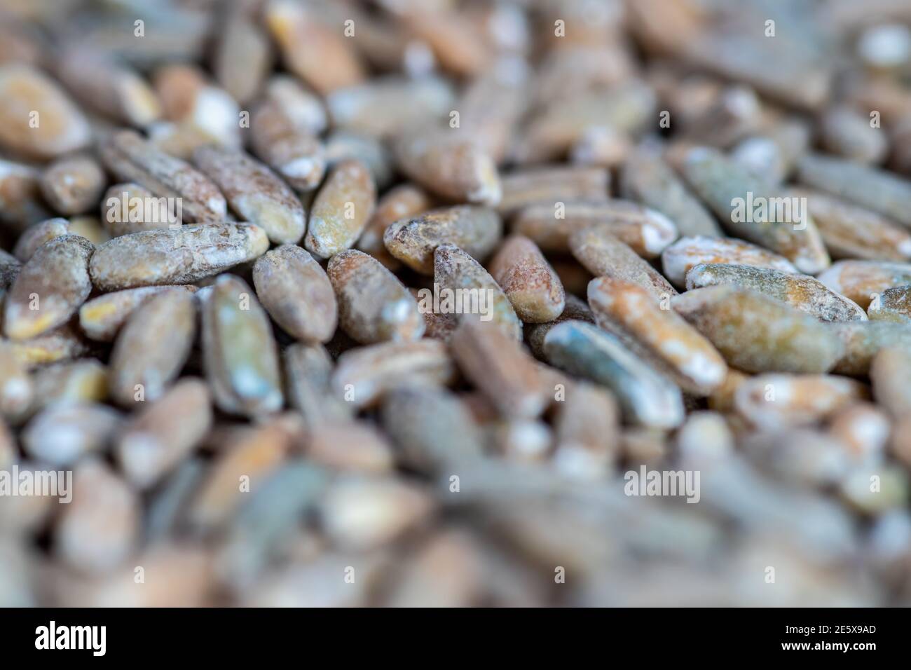 Organic rye grain seeds as background. Top view Stock Photo - Alamy