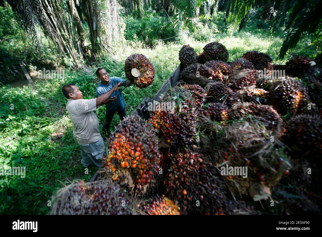 Federal Land Development Authority Felda Farmers Collect Oil Palm Fruits In Hulu Selangor About 100 Km 62 Miles North Of Kuala Lumpur February 22 2012 Malaysia Could Delay A 2 Billion Listing Of