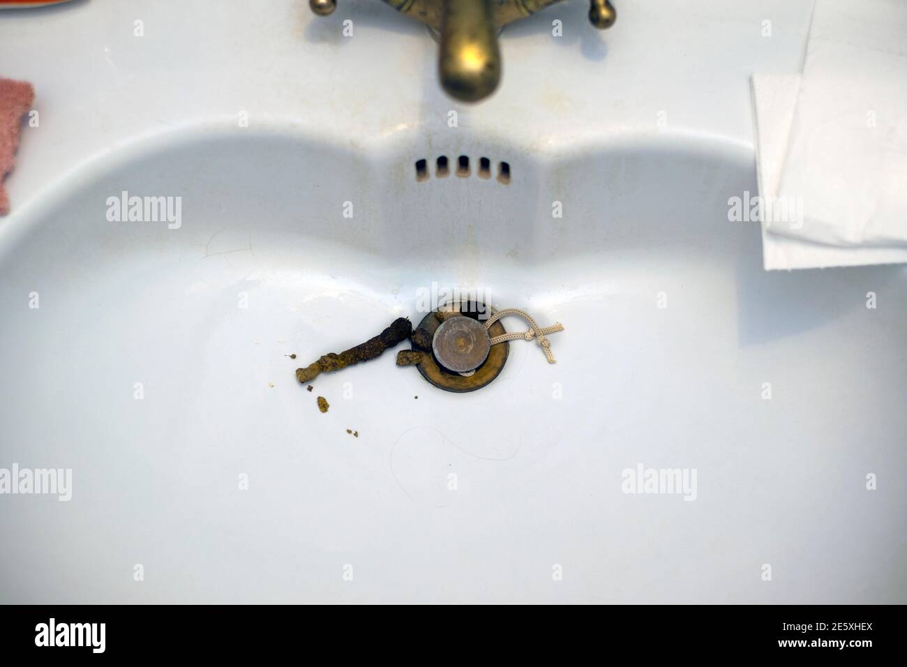 animal poo in a sink, close up indoor shot Stock Photo Alamy