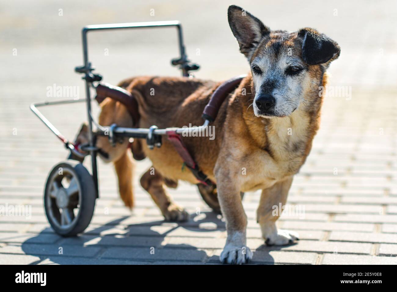 Disabled dog in a wheelchair. Disabled dog in a wheelchair. Stock Photo