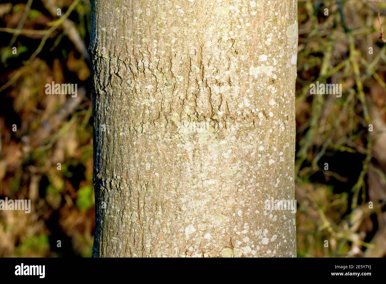 Ash (fraxinus excelsior), close up of the as yet still smooth texture of the bark on a young tree. Stock Photo