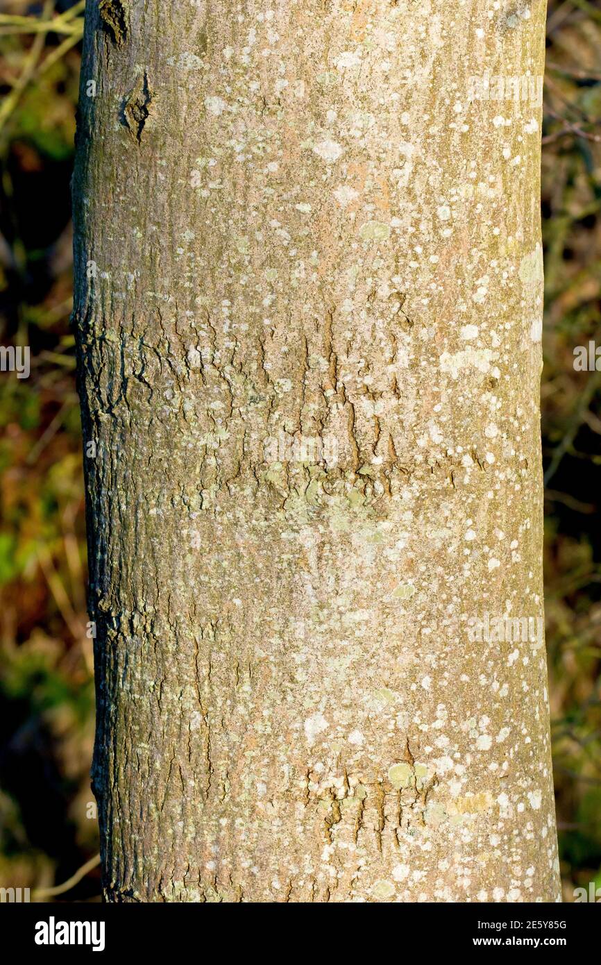 Ash (fraxinus excelsior), close up of the as yet still smooth texture of the bark on a young tree. Stock Photo
