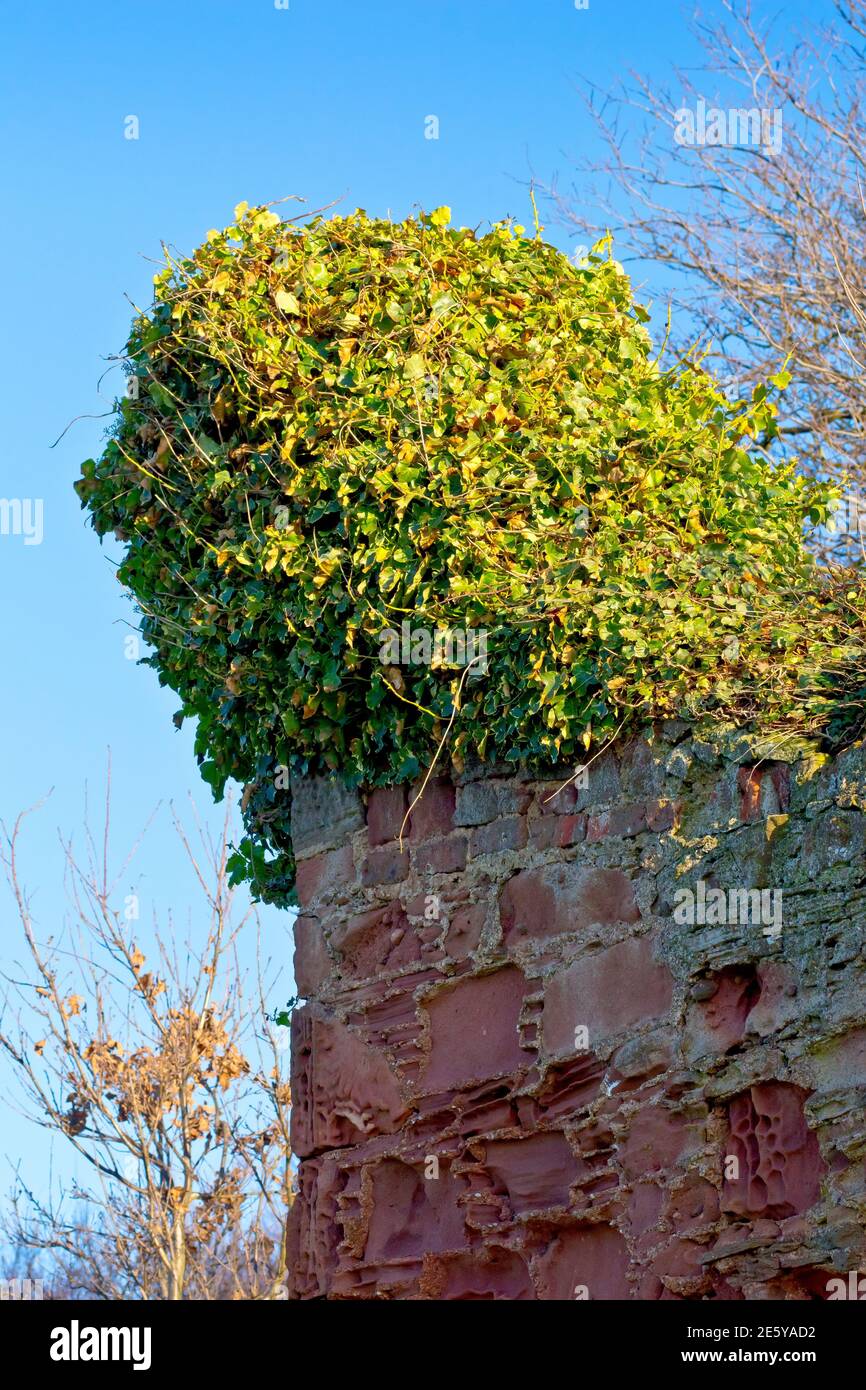 Ivy (hedera helix), an image showing a large mass of leaves and stems growing precariously atop the corner of an old sandstone wall. Stock Photo
