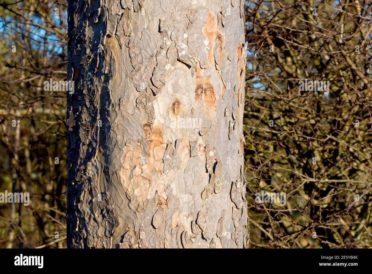 Sycamore (acer pseudoplatanus), close up of a tree trunk showing the texture and detail in the bark. Stock Photo