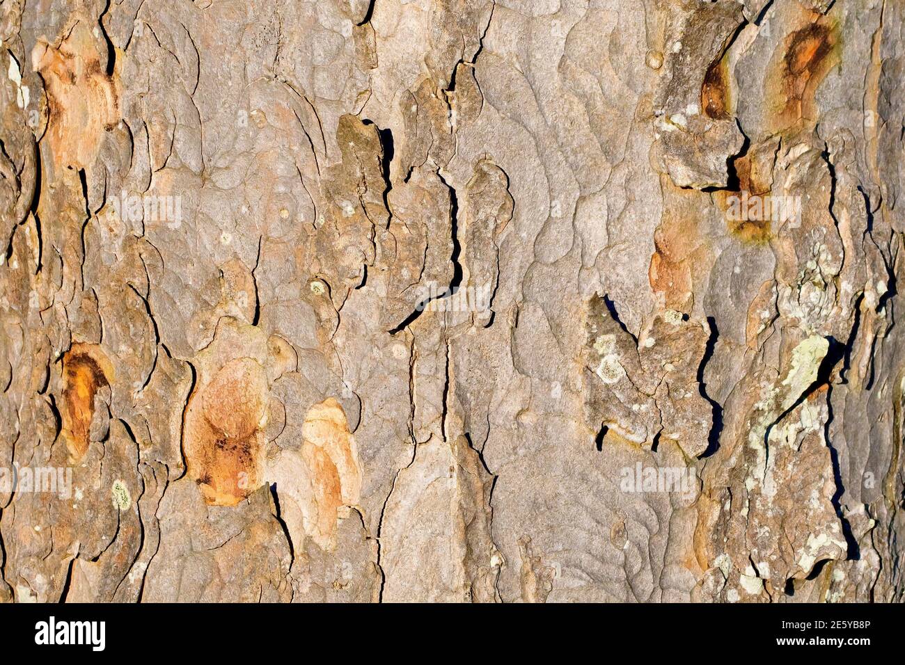 Sycamore (acer pseudoplatanus), close up showing the texture of the broken and flaking bark of the tree. Stock Photo