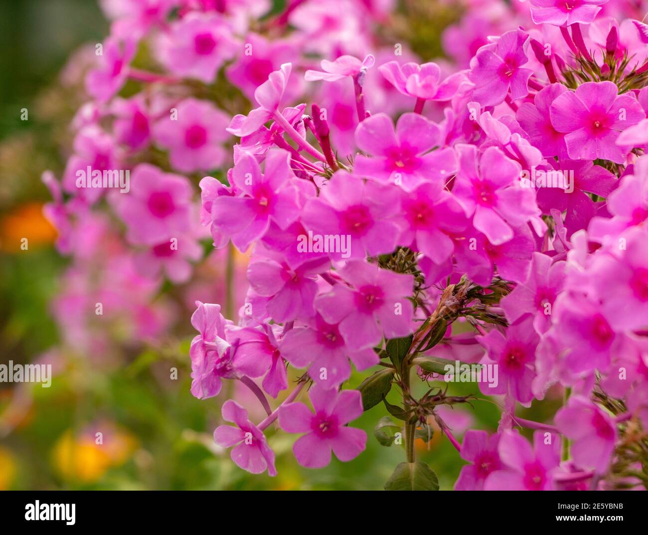 A picture of a Garden Fall Phlox pink flowers. Stock Photo