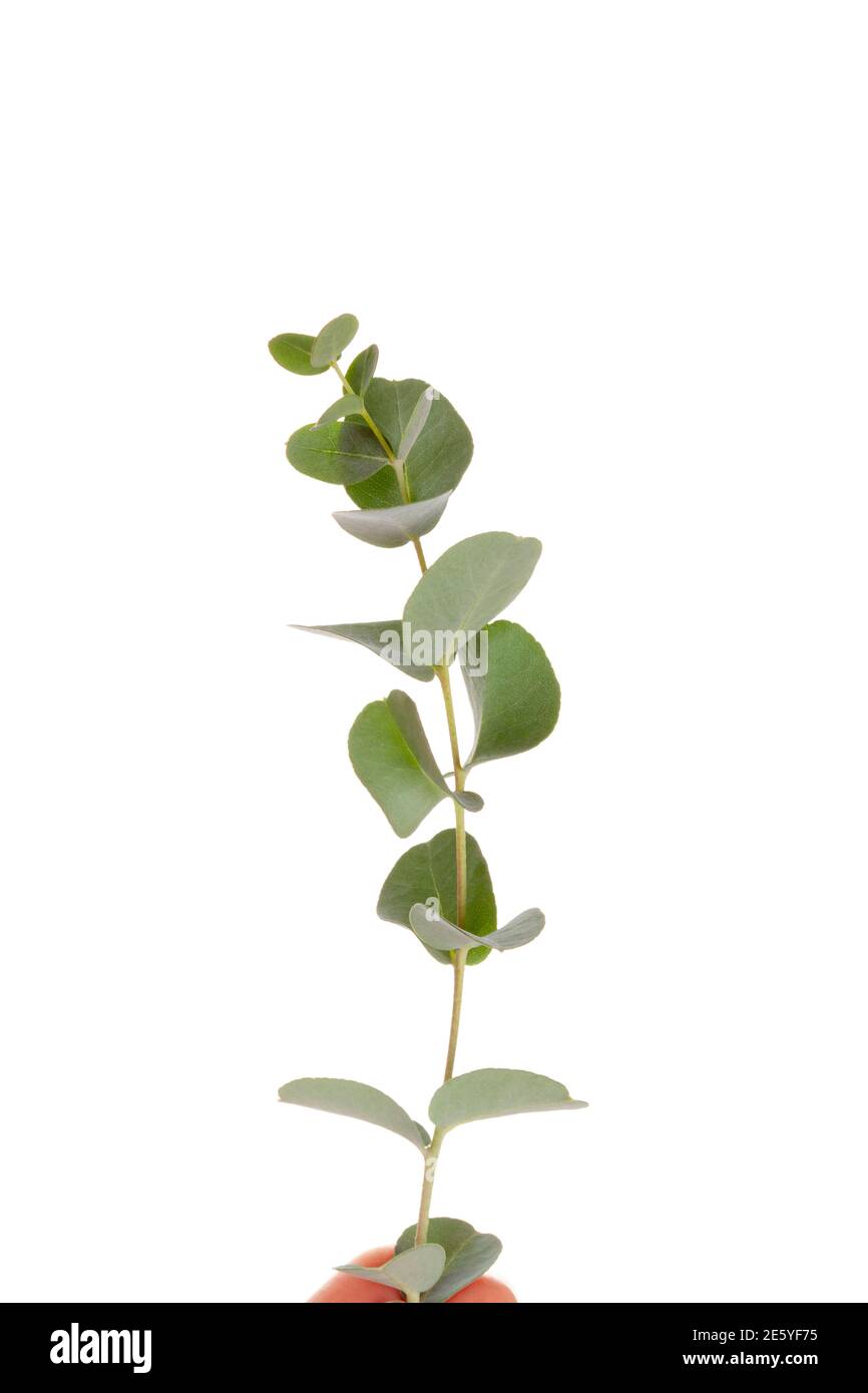 Fresh eucalyptus leaves isolated on white background. Stock Photo