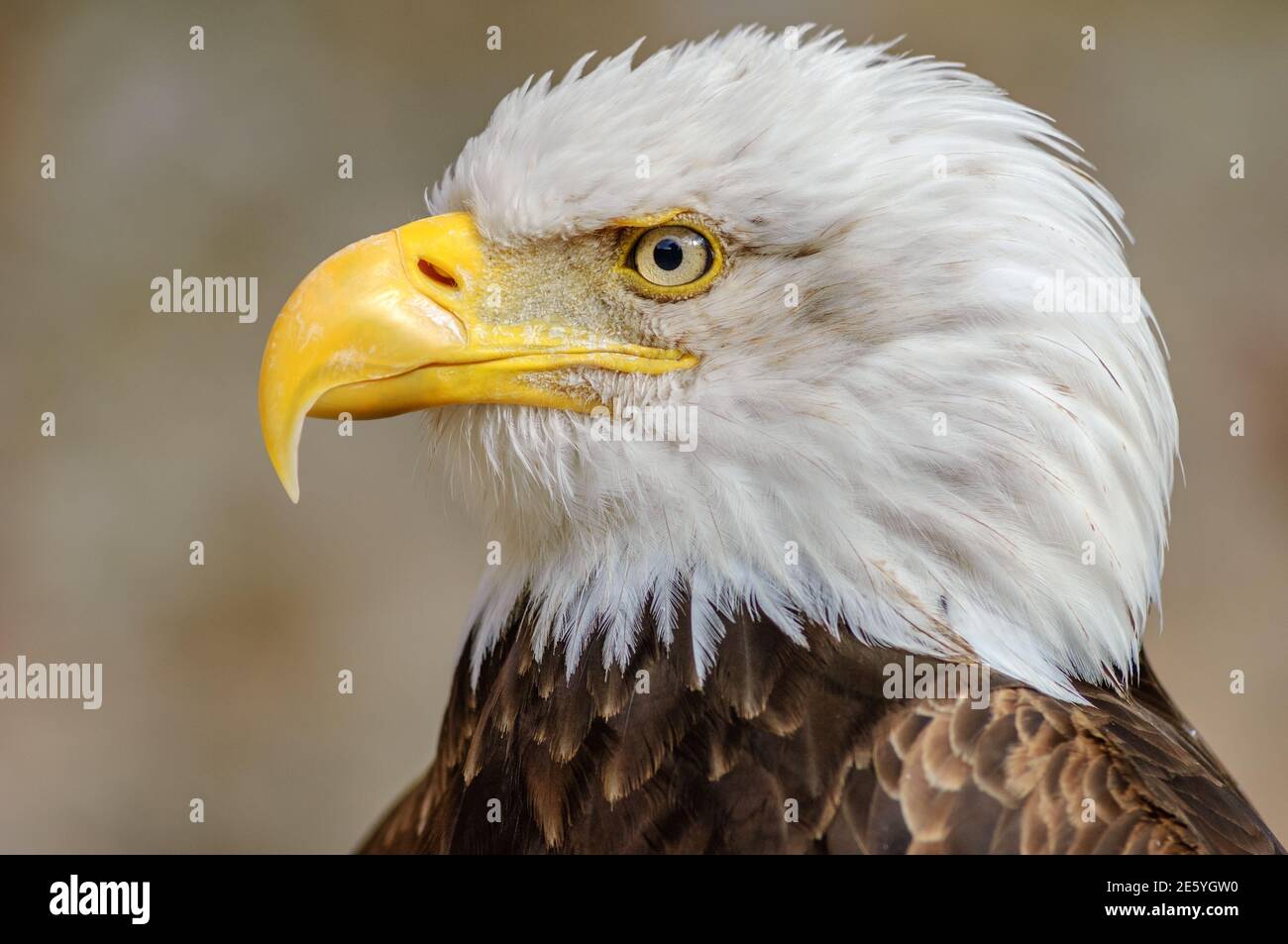 Bald Headed Eagle, close up shot with blurred background Stock Photo