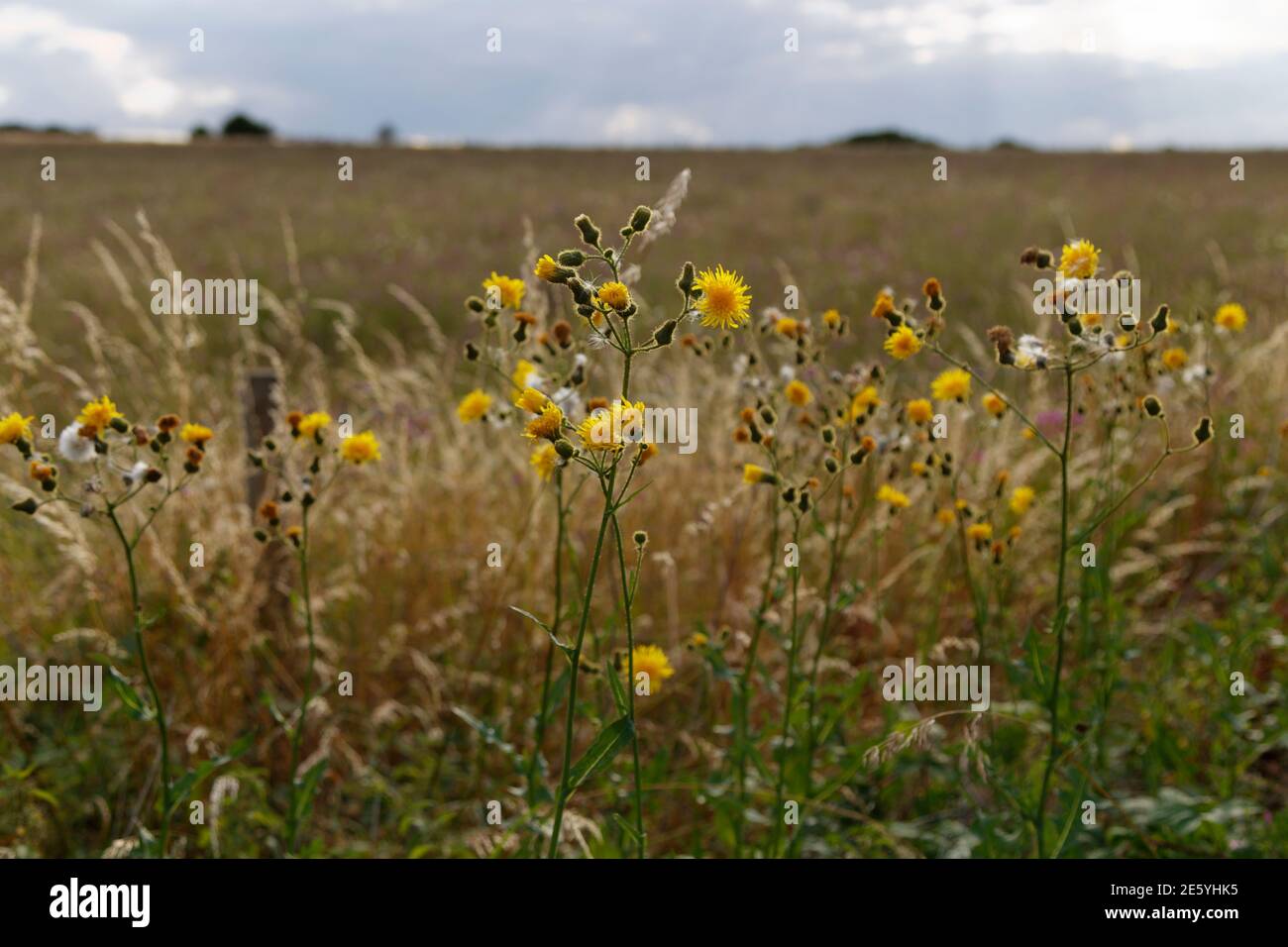 Dandelions in flower in the countryside against farmers field in Wiltshire Stock Photo