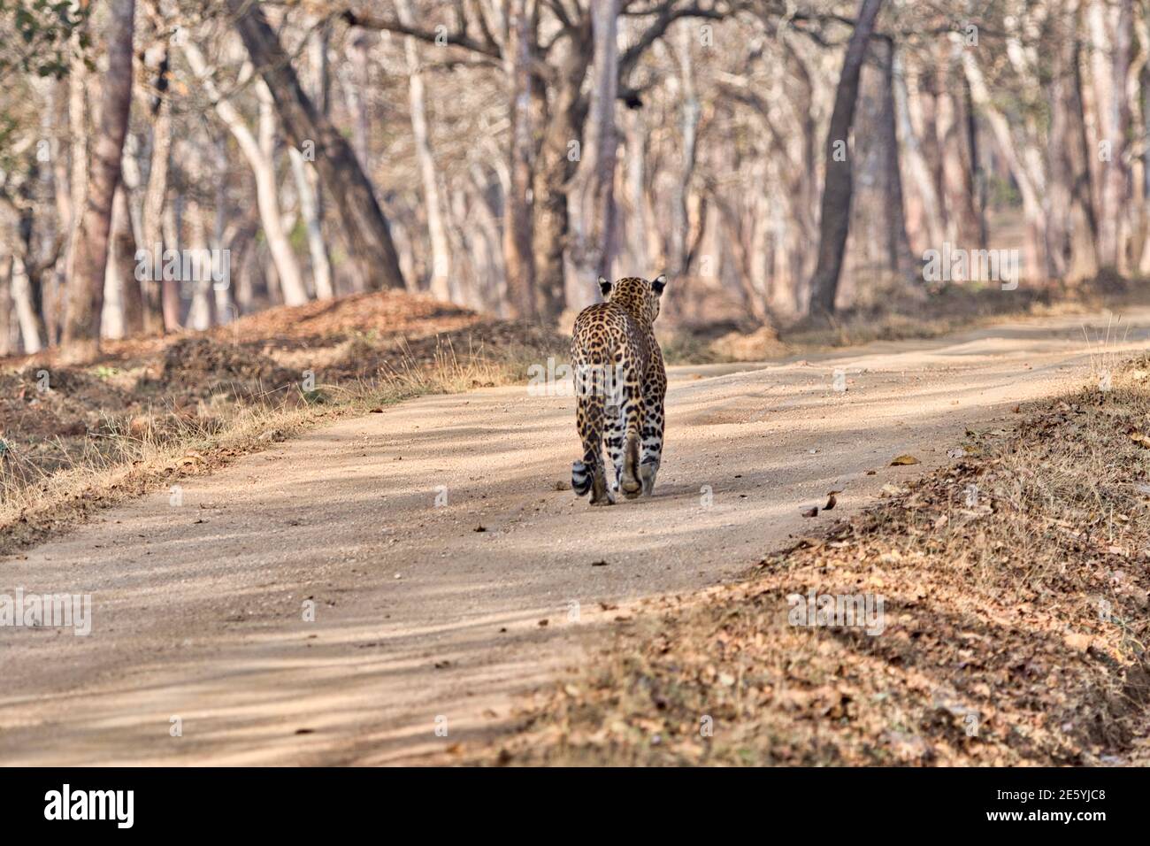 Leopard at Kabini, Nagarhole National Park, Karnataka, India Stock