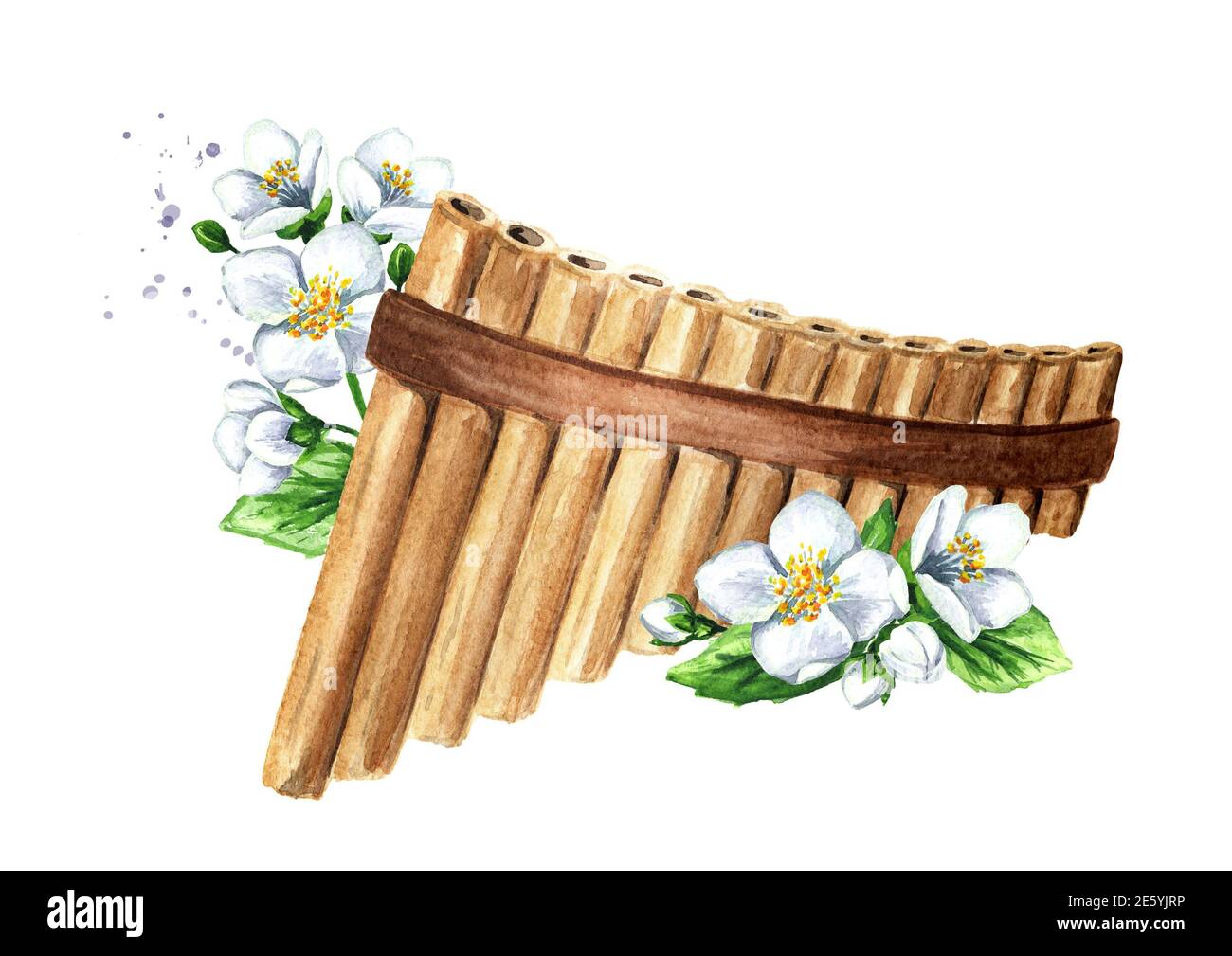 Wooden Pan Flute or panpipe and jasmine flowers. Music of spring concept.  Hand drawn watercolor illustration isolated on white background Stock Photo  - Alamy