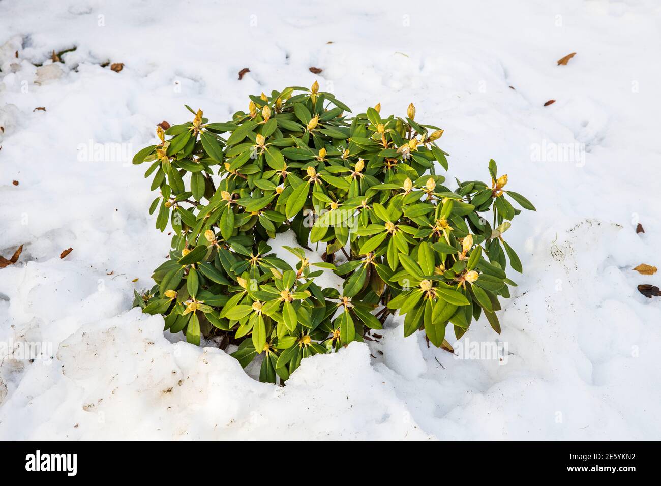 View of rhododendron plant under snow. Beautiful nature backgrounds. Stock Photo