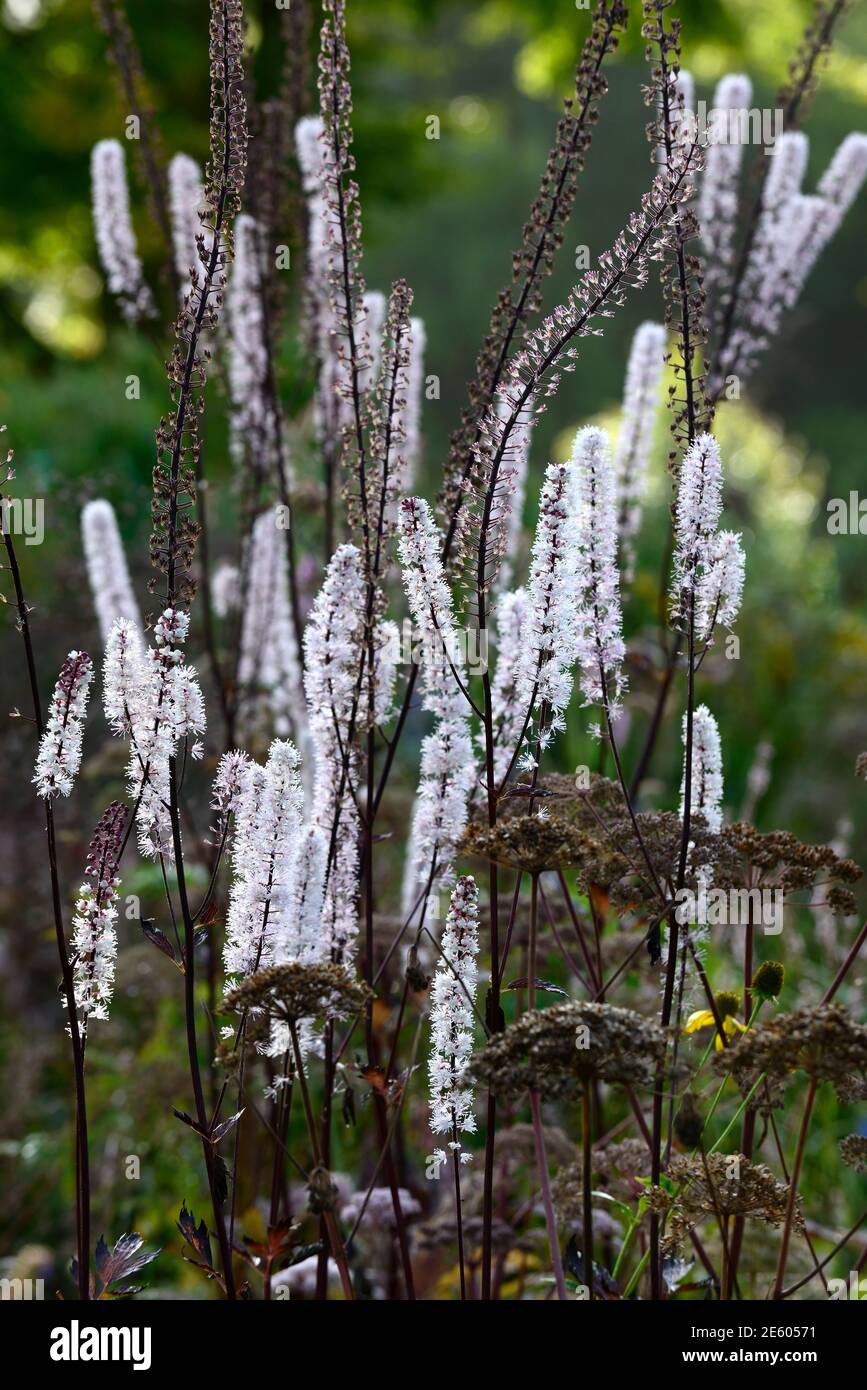 Actaea simplex Atropurpurea Group Brunette,cimicifuga racemosa brunette,flower,flowers,white inflorescence,white flowers,white plumes,flowering,Black Stock Photo
