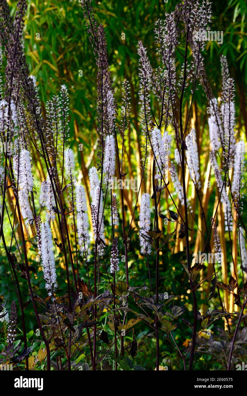 Actaea simplex Atropurpurea Group Brunette,cimicifuga racemosa brunette,flower,flowers,white inflorescence,white flowers,white plumes,flowering,Black Stock Photo