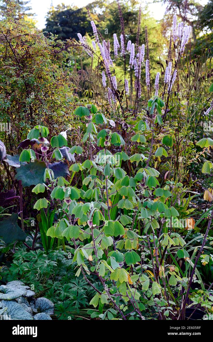Amicia zygomeris,yoke-leaved amicia,covered with light frost,Actaea simplex Atropurpurea Group,cimicifuga racemosa,flower,flowers,flowering,autumn in Stock Photo