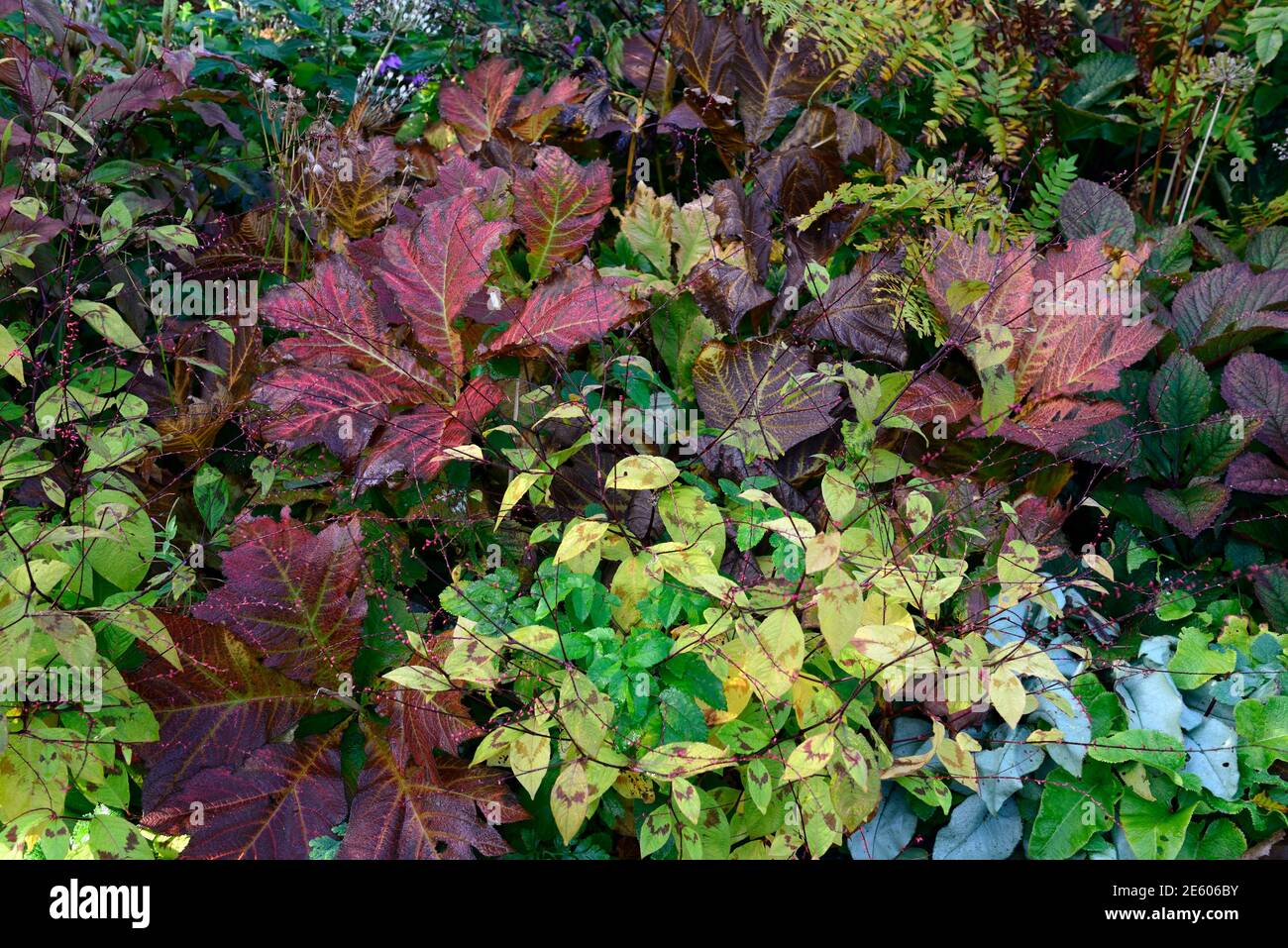 autumn in the garden,perennial plants foliage,leaves,pulmonaria,rodgersia,persicaria,changing colours,fall,colors,RM Floral Stock Photo