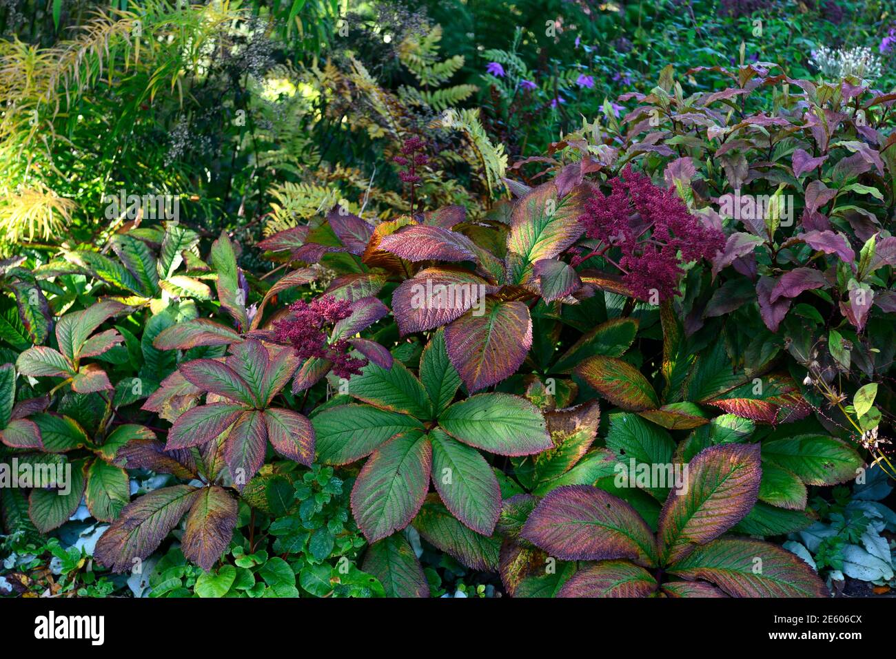 autumn in the garden,perennial plants foliage,leaves,,rodgersia perthshire bronze,red plumes,red flowers,flowering,changing colours,fall,colors,RM Flo Stock Photo