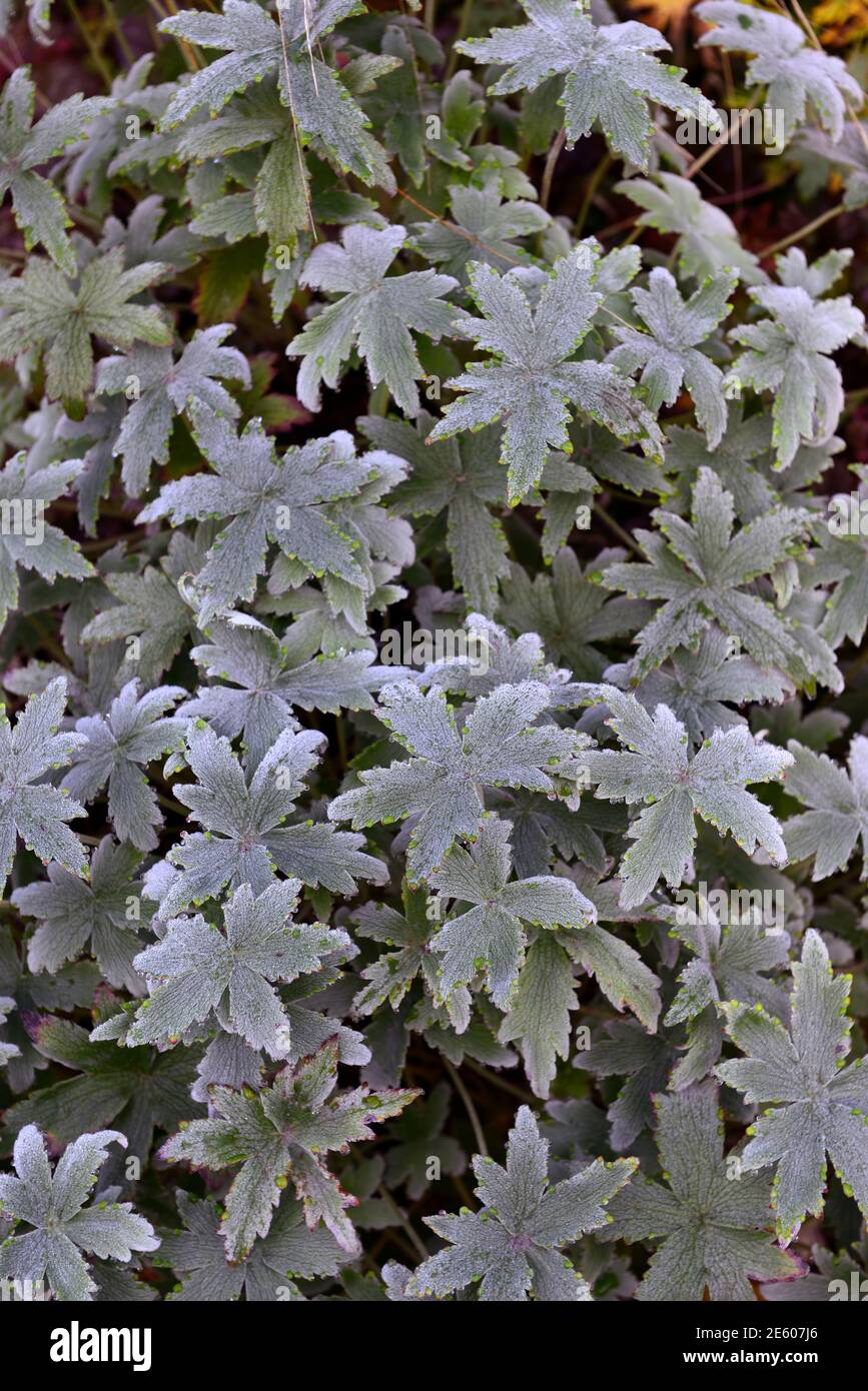 Geranium pulchrum,sliver green grey foliage,leaves,dew covered,light frost,autumn,geraniums,perennial,perennials,RM Floral Stock Photo
