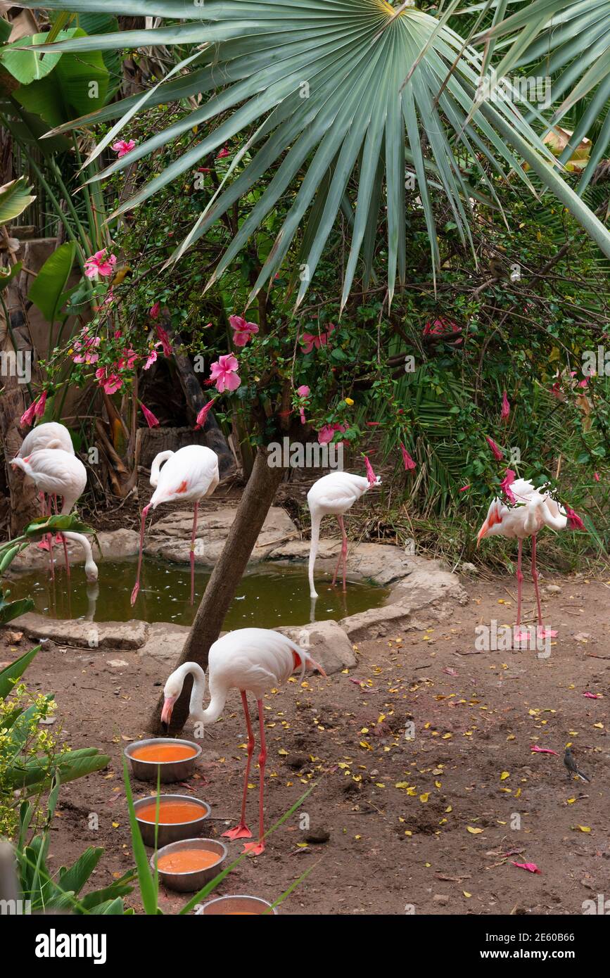 Flamingo in the Cango Wildlife Ranch, Oudtshoorn, Western Cape, South Africa Stock Photo