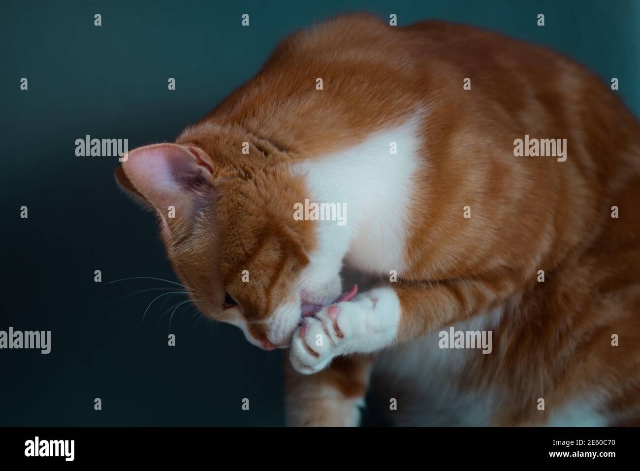 Authentic image of a ginger cat grooming itself and a beautiful warm