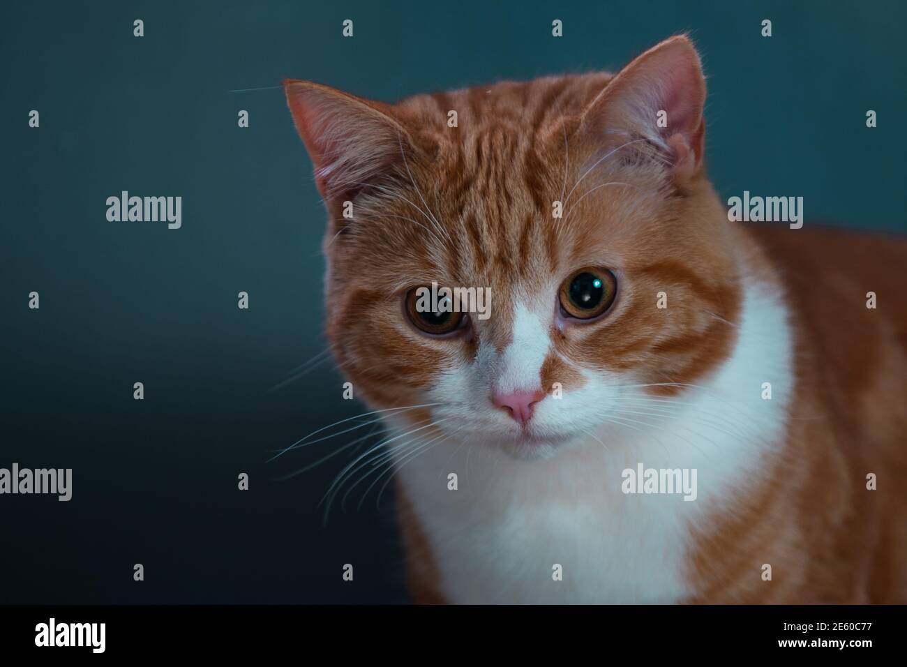 Authentic image of a ginger cat looking at the camera with a beautiful