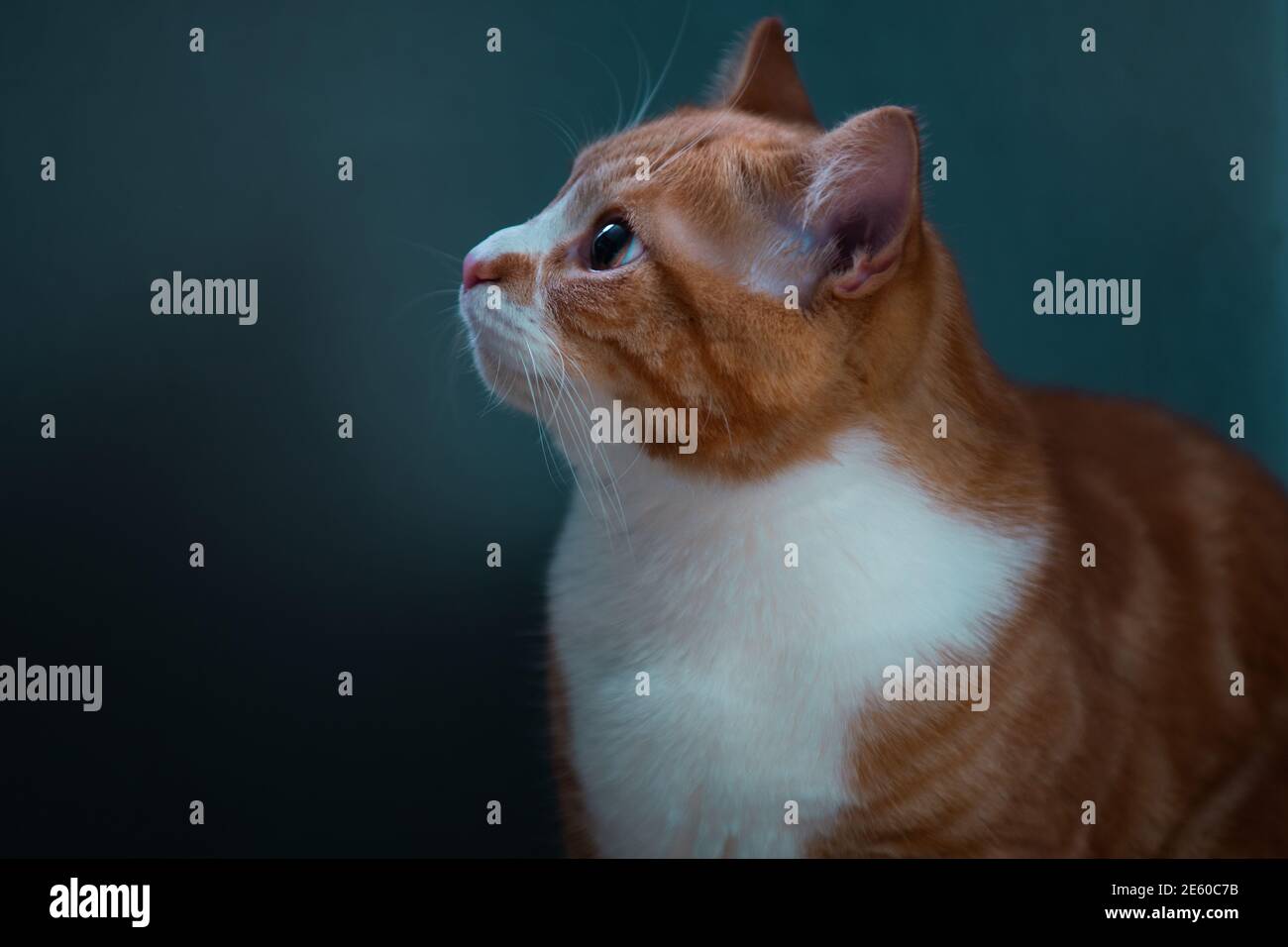 Authentic image of a ginger cat looking at the camera with a beautiful