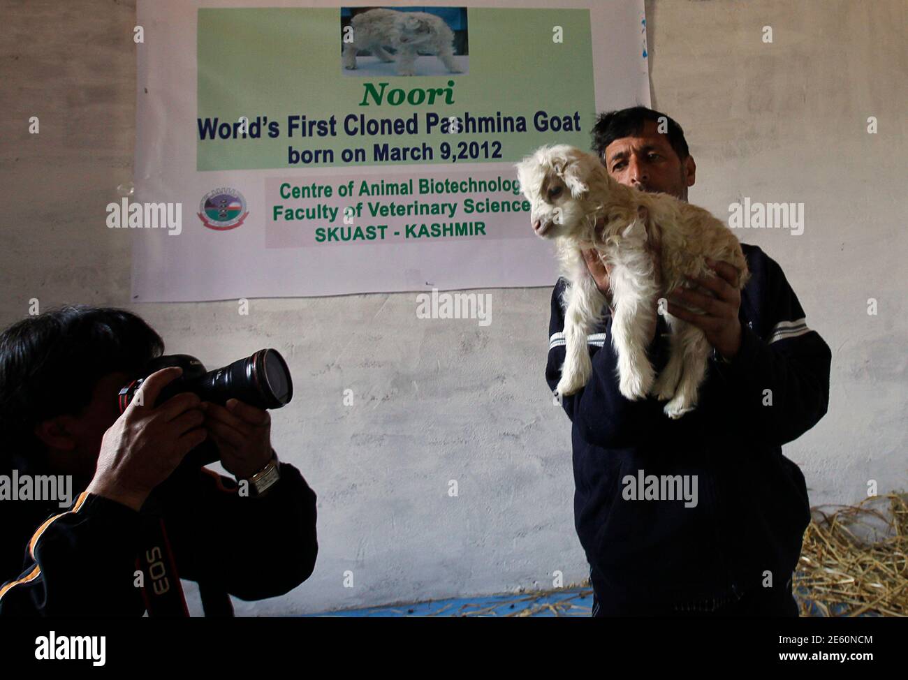 A photographer take pictures of Noori, a cloned Pashmina goat being held by a staff member at the Faculty of Veterinary Sciences and Animal Husbandry of Sher-e-Kashmir University of Agricultural Sciences and A photographer take pictures of Noori, a cloned Pashmina goat being held by a staff member at the Faculty of Veterinary Sciences and Animal Husbandry of Sher-e-Kashmir University of Agricultural Sciences and