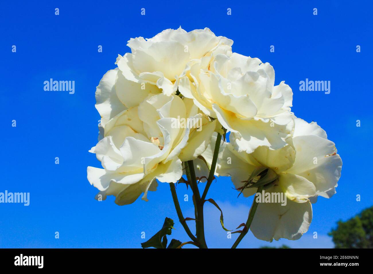 White roses isolated on blue sky background Stock Photo - Alamy