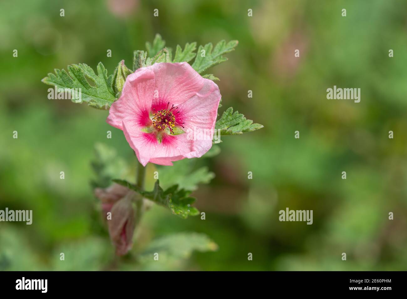 Close up of a Munros globemallow (sphaeralcea munroana) flower in bloom Stock Photo