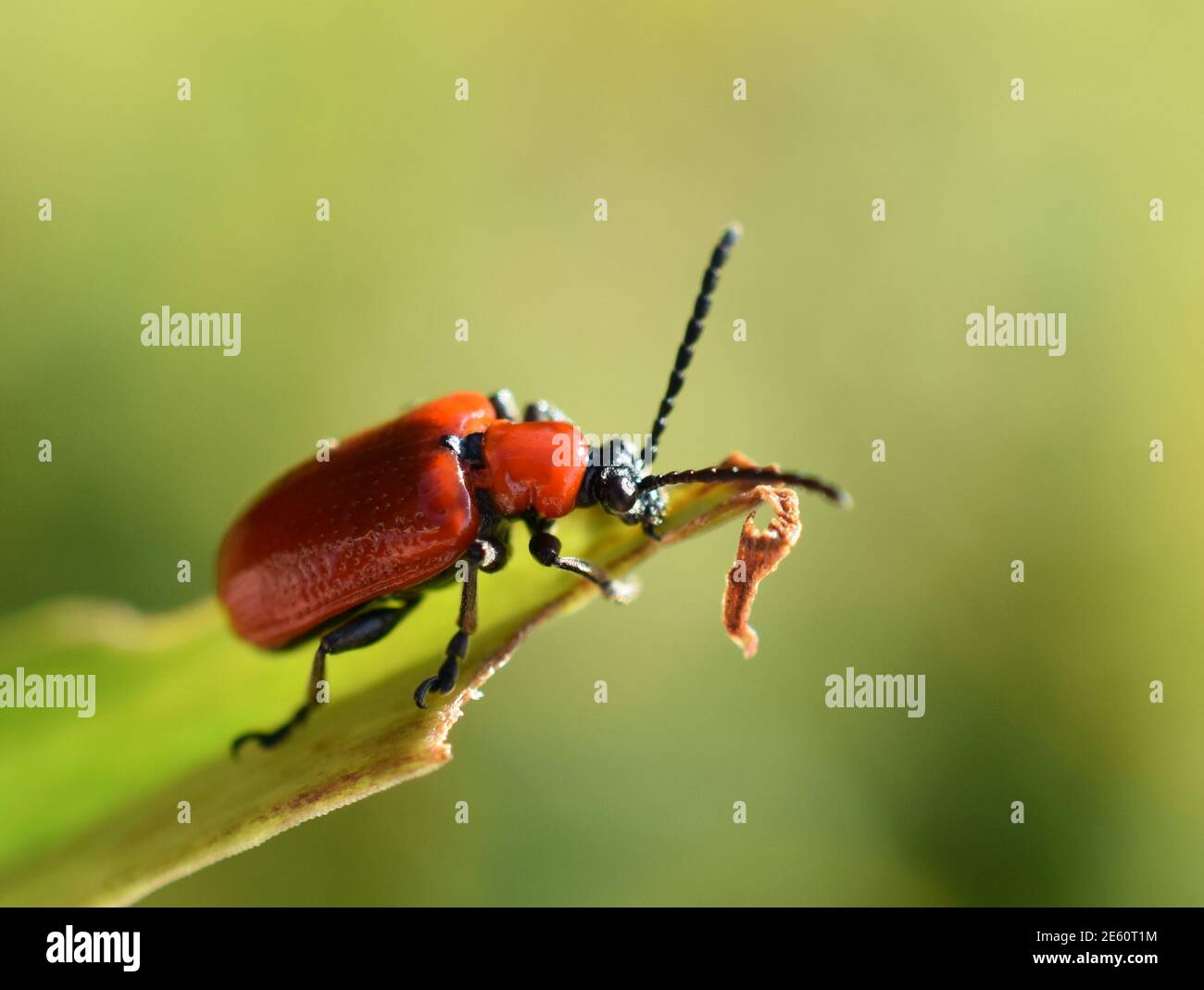Red lily beetle garden pest insect Lilioceris lilii on a leaf Stock Photo