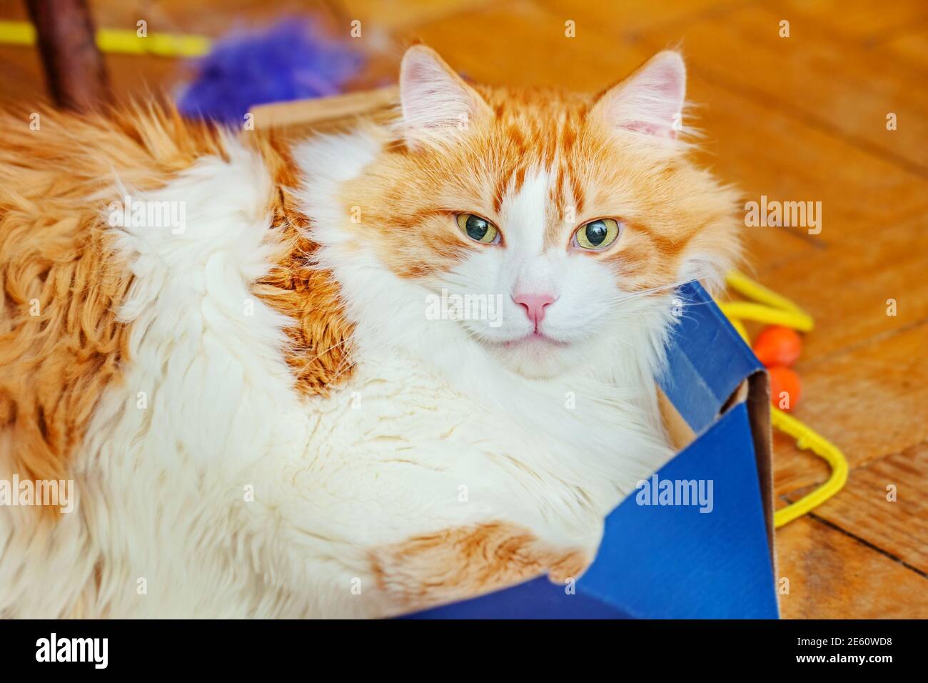 Adult beautiful red charming cat is lying in blue box Stock Photo