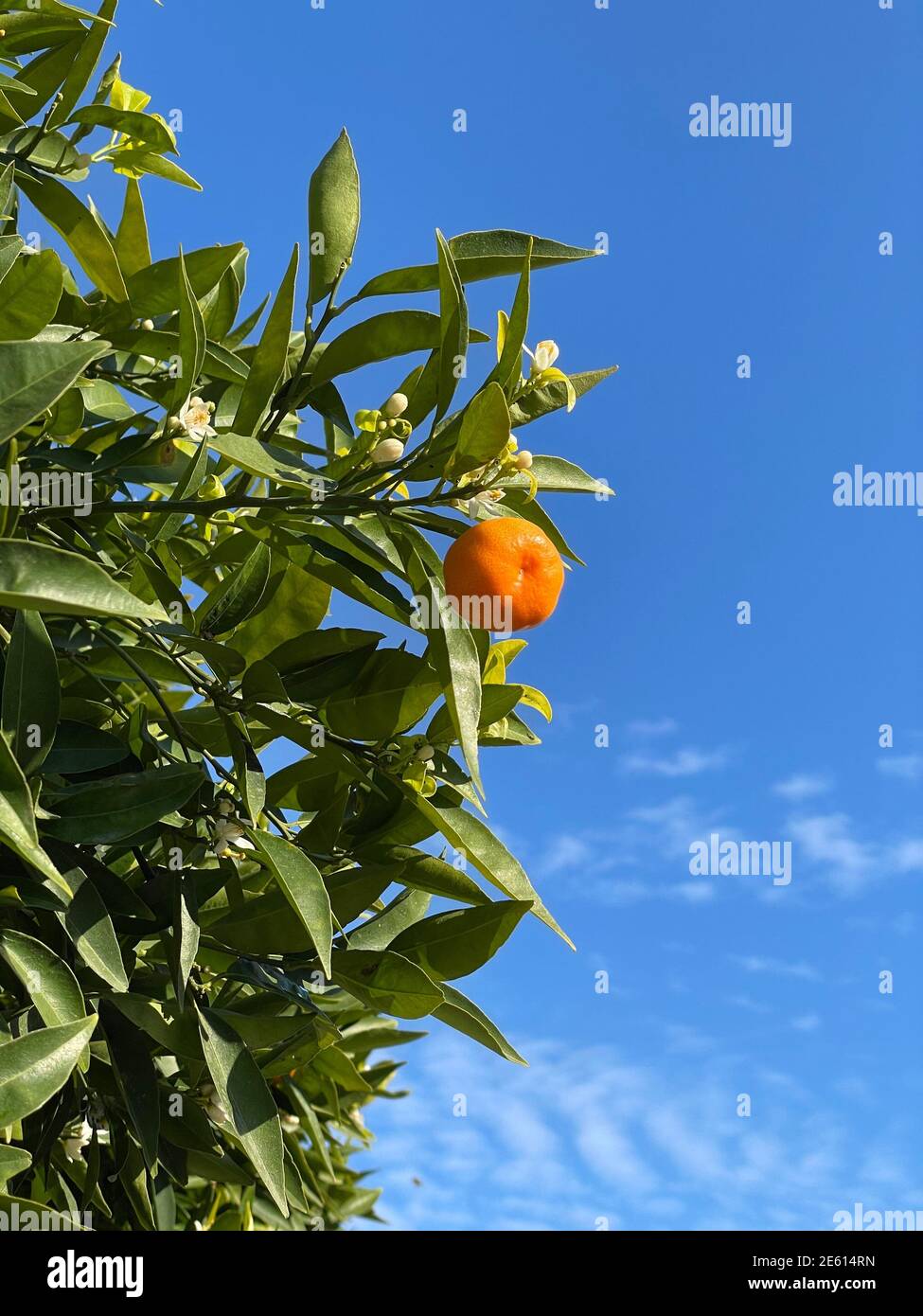 Mandarin on a blossoming tree. Branch with fruit of tangerine tree against the background of the sky. Stock Photo