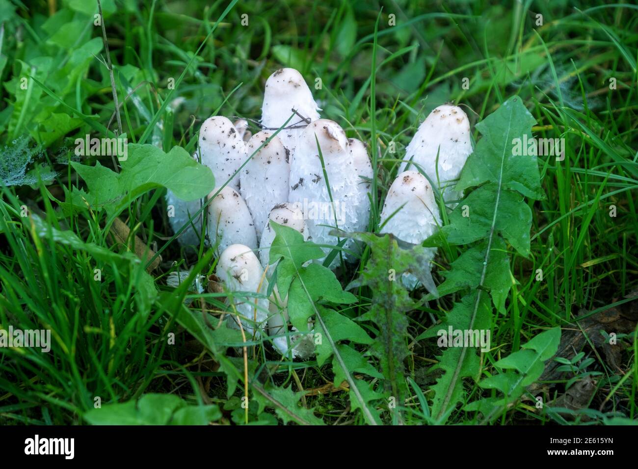 Group of shaggy ink cap mushrooms in the grass Coprinus comatus, Shaggy Mane, Shaggy Inkcap, Lawyer’s Wig, Coprin chevelu, Schopftintling, Agarico chi Stock Photo