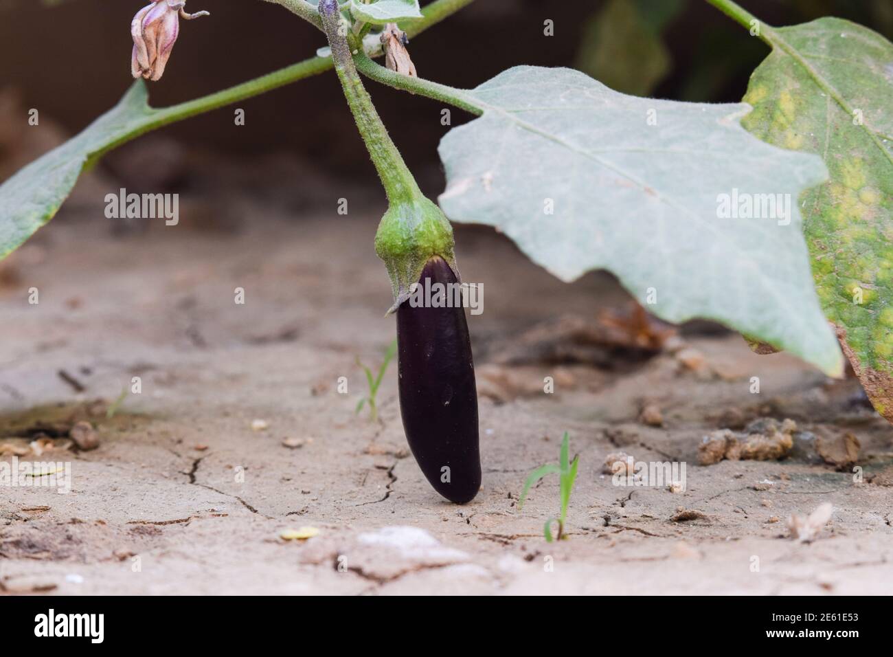 Brinjal or Aubergine plants shrubs with light violet flowers growing
