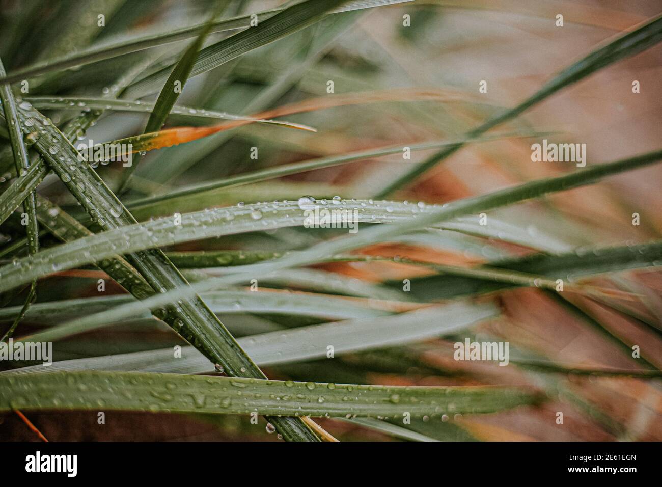 Frayed Reed Reed with dew on it hi-res stock photography and images - Alamy