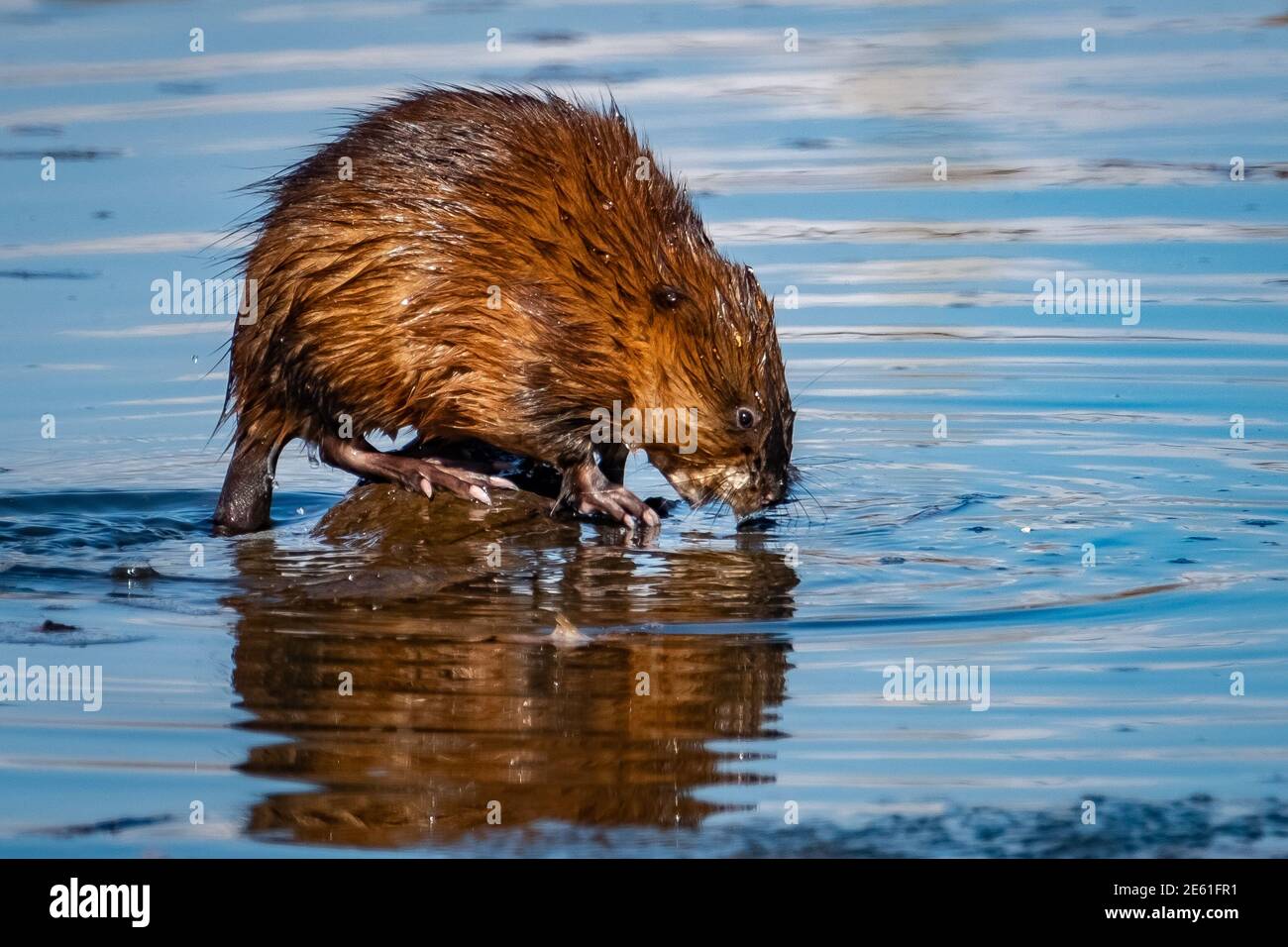 Muskrat feet hi-res stock photography and images - Alamy