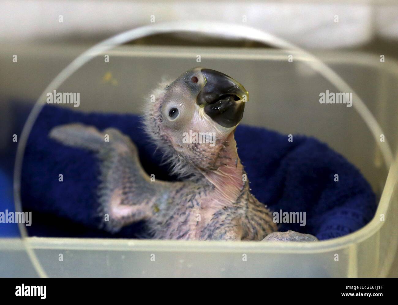 Seasonal Humidity Control For Macaw Habitats Reference: Lears Macaw High Resolution Stock Photography And Images