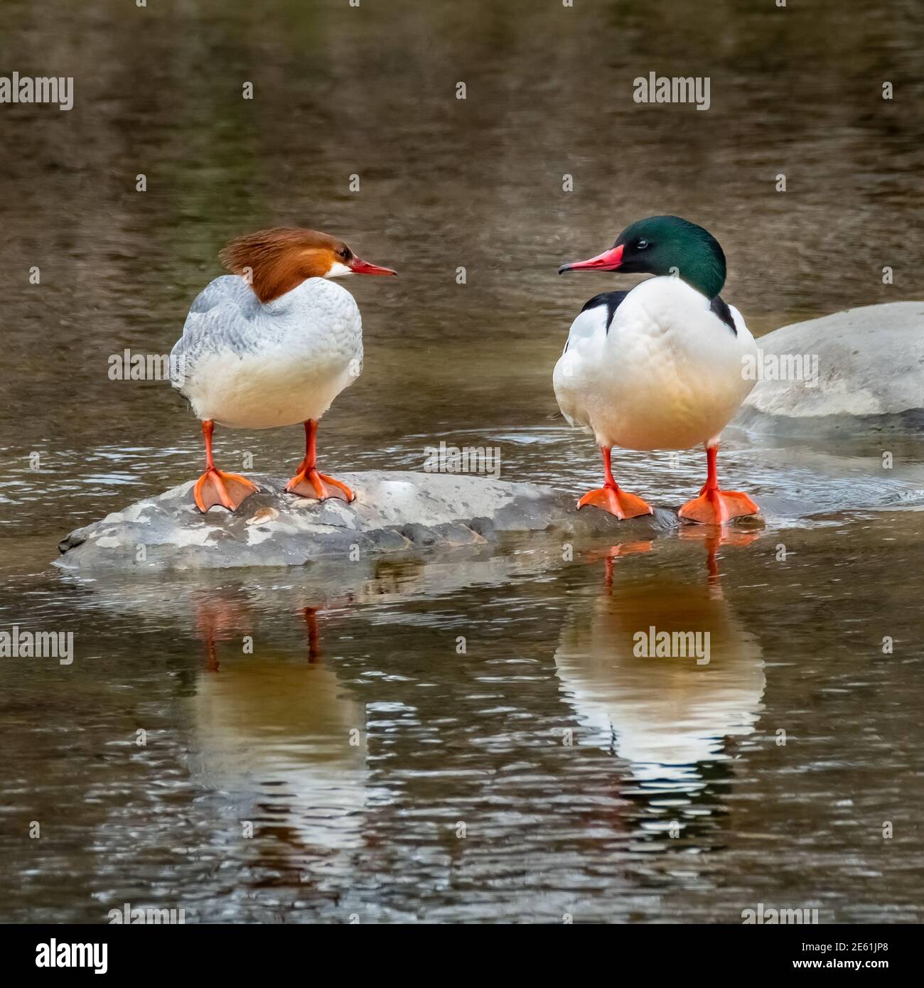 A male and a female Common Merganser duck (Mergus merganser) having a moment on a rock in the creek. There is a nice reflection in the foreground. Stock Photo
