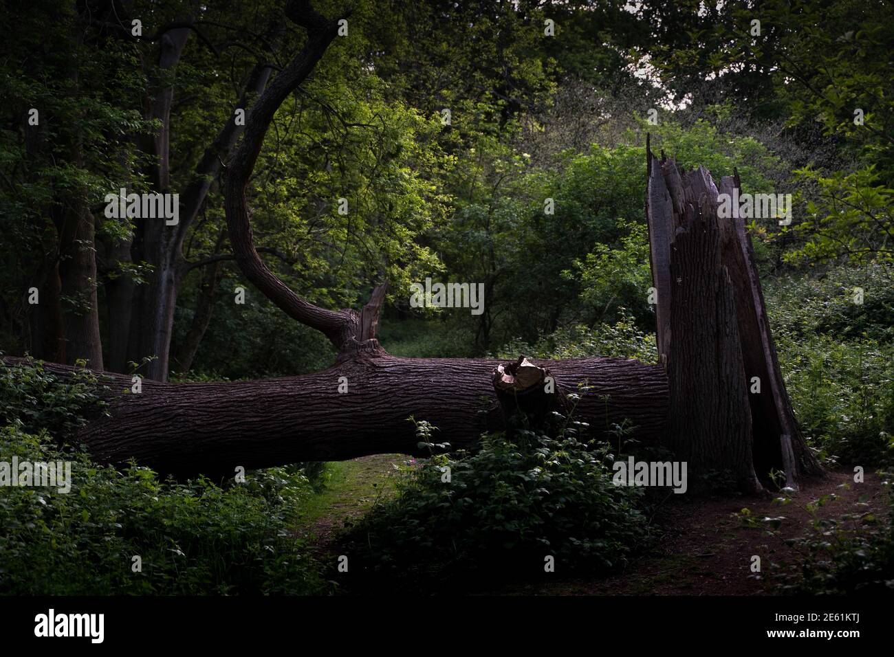 Fallen tree in the forest Stock Photo - Alamy